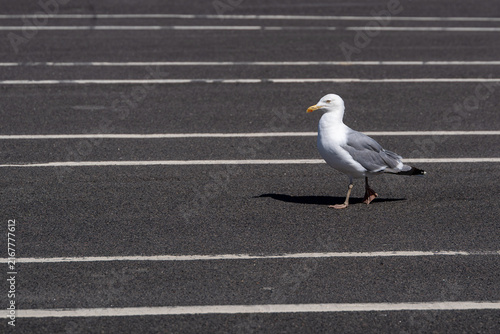 Obraz na plátne Seagull walking across an empty parking lot
