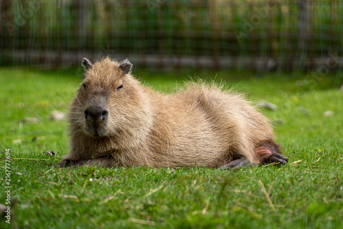 Cuadro en lienzo Capybara resting on green grass in enclosure