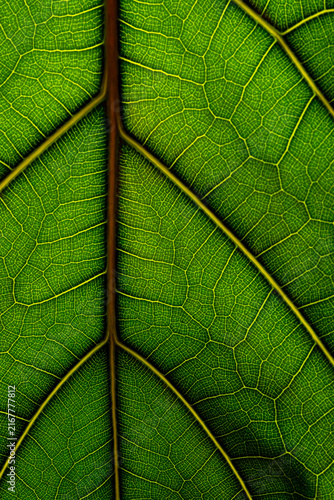 Close-up macro shot of green leaf veins and texture