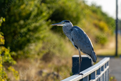 Obraz na plátně Grey heron standing upright on a railing post outdoors