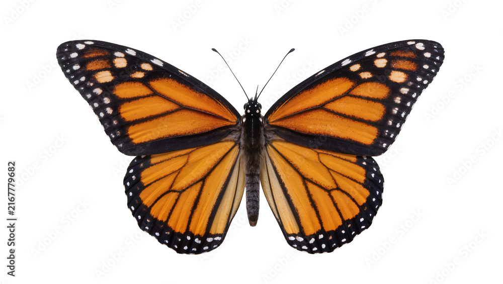 Fototapeta premium Monarch butterfly with orange and black wings, isolated on transparent background