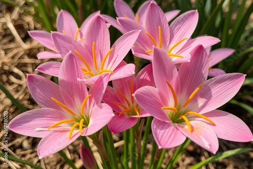 Close up pink rain lily flowers with orange stamens in sunlight. Delicate petals open to reveal pollen dusted stamen. Green leaves and dry ground visible.