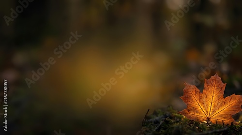 Single autumn maple leaf glowing with warm orange and red tones