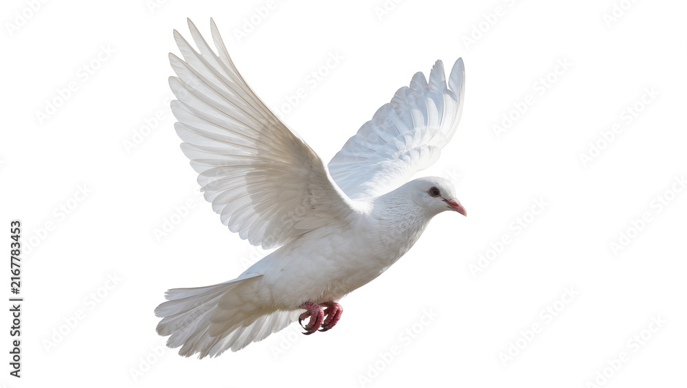 Fototapeta premium White dove bird with spread wings in flight, isolated on transparent background
