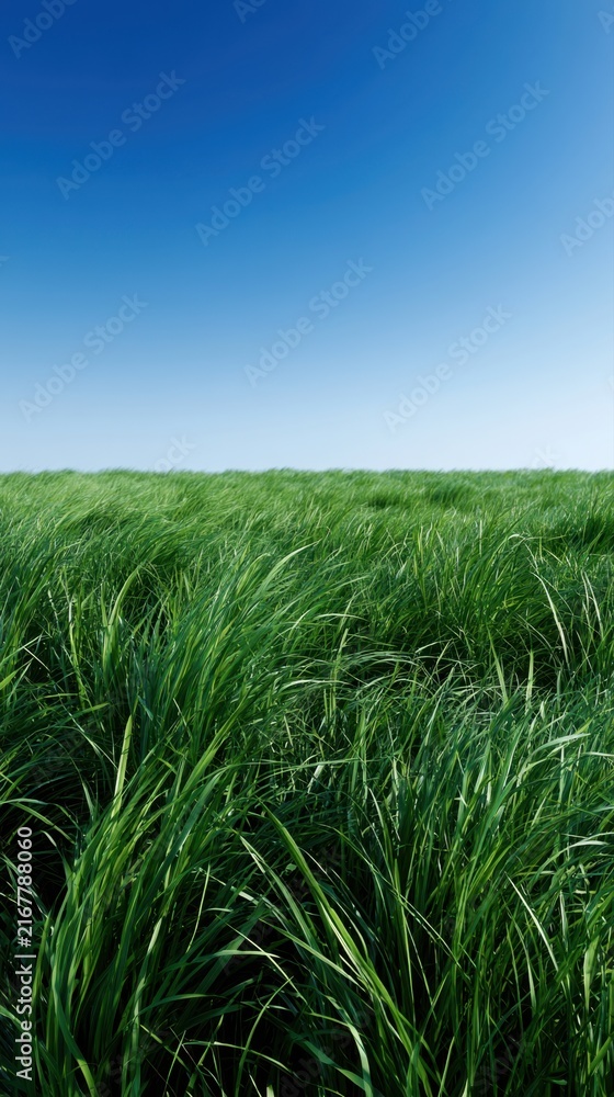 Obraz premium Vast green grassy field under a clear bright blue sky evoking calmness and natural serenity in an open landscape setting