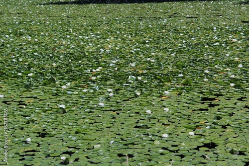 White water lilies bloom on a pond 