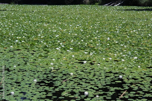 White water lilies bloom on a pond