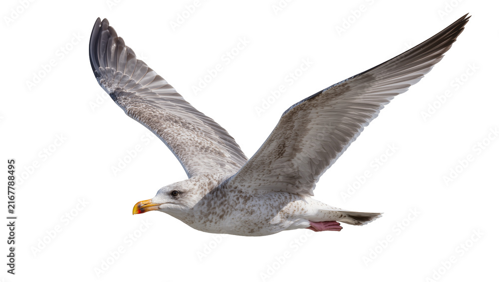 Fototapeta premium Gray and white speckled seagull with yellow beak in flight, isolated on transparent background