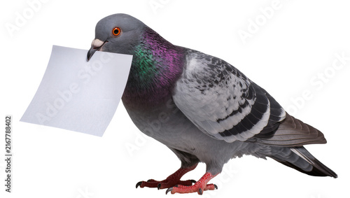 Obraz na płótnie Gray pigeon bird holding blank white paper in beak, isolated on transparent back
