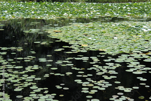 White water lilies bloom on a pond
