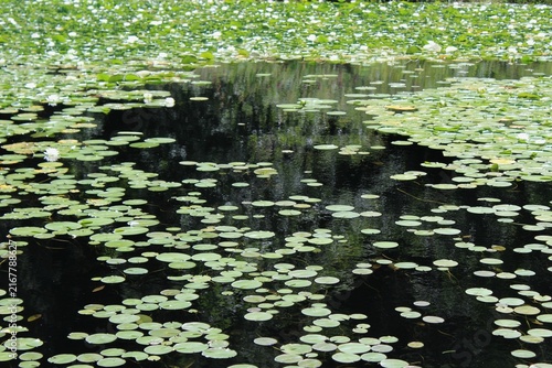 White water lilies bloom on a pond