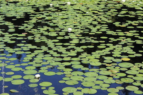 White water lilies bloom on a pond