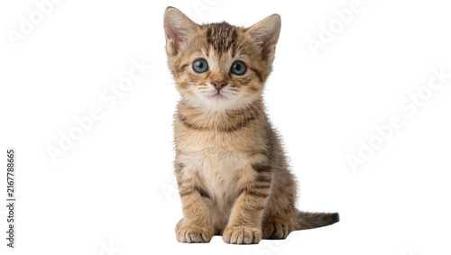 Canvastavla Adorable tabby kitten with blue eyes sitting, isolated on transparent background
