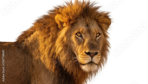 Photography Majestic male lion with golden mane looking forward, isolated on transparent bac