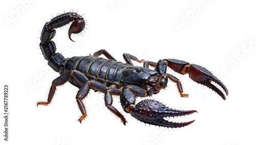 Photography Black scorpion with segmented tail and large pincers, isolated on transparent ba