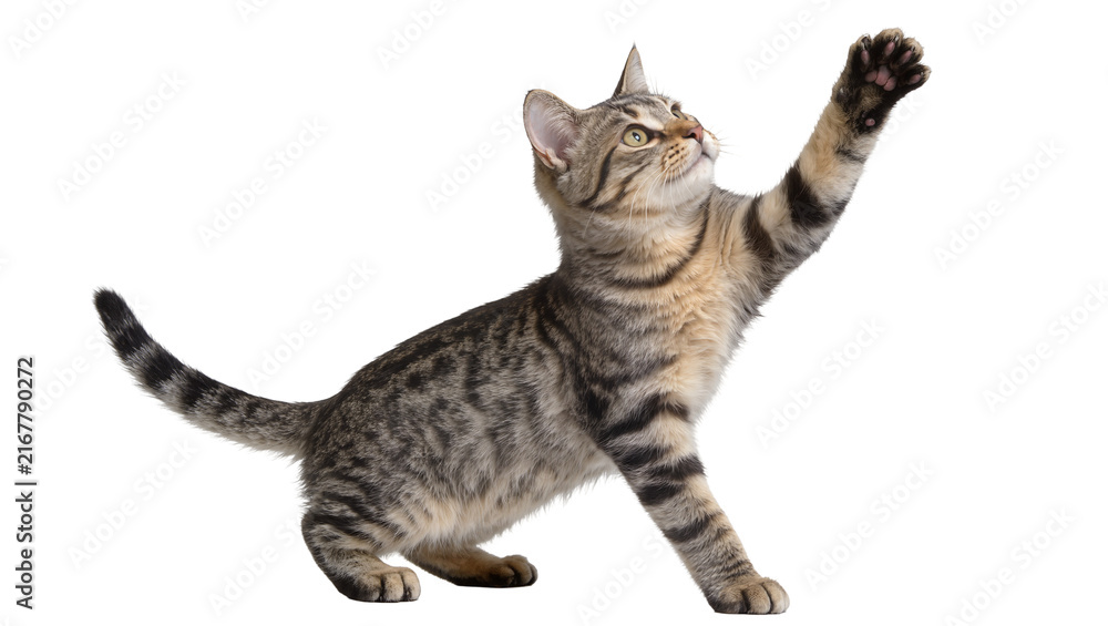 Naklejka premium Tabby kitten reaching up with paw, isolated on transparent background