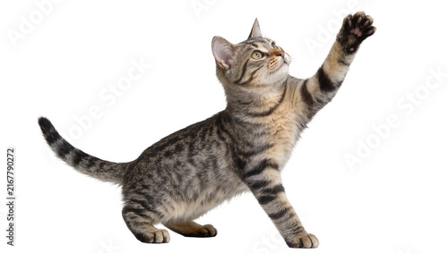 Tabby kitten reaching up with paw, isolated on transparent background