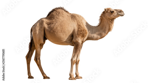 Dromedary camel with one hump standing, isolated on transparent background