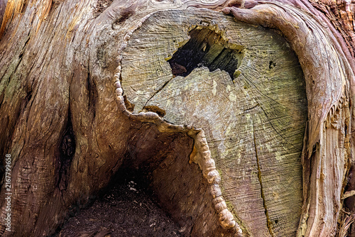 Bild auf Leinwand Three trunk stump with hole in it.