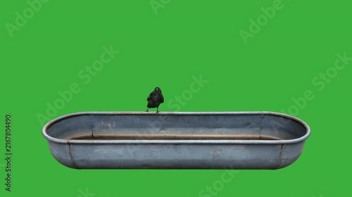 Raven on a weathered horse trough green screen