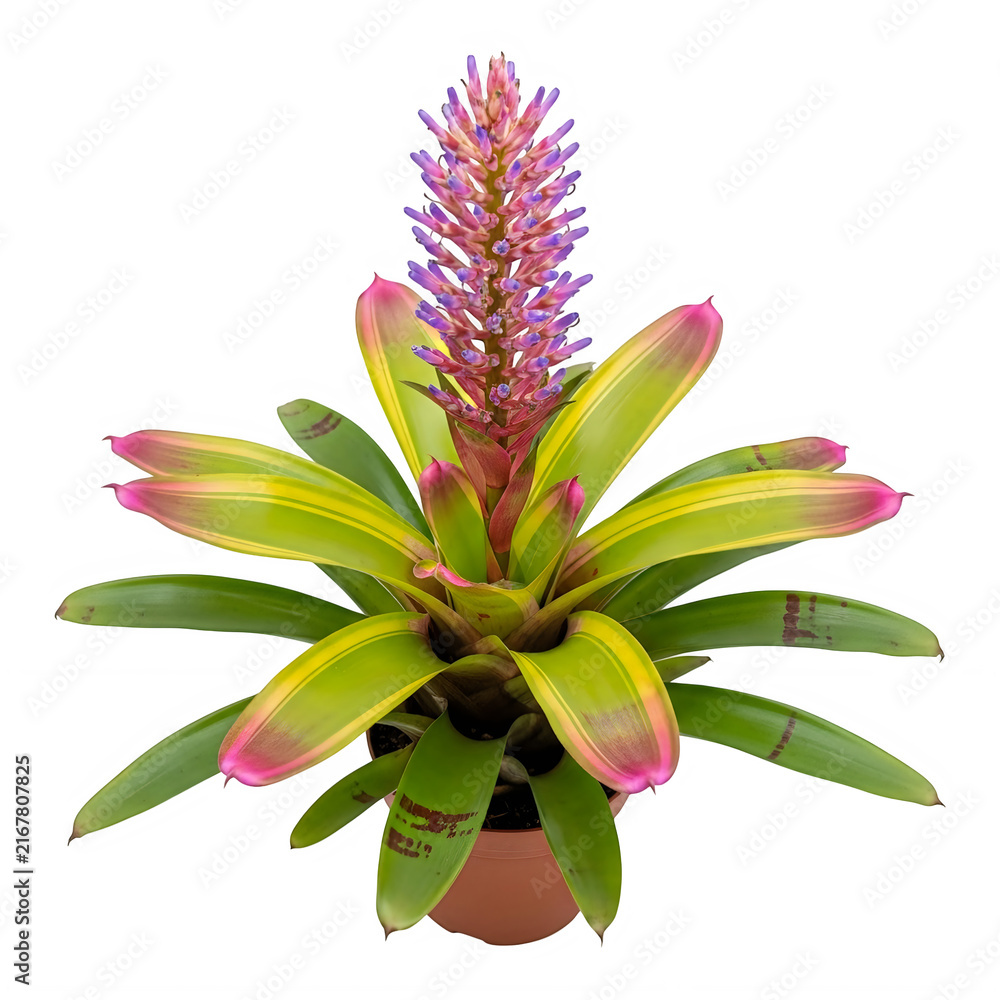 Fototapeta premium Purple and pink flowering bromeliad plant in pot
