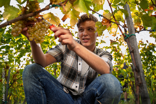 Photography A young man in a plaid shirt crouches in a vineyard while carefully harvesting a