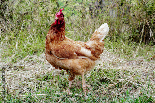 Obraz na płótnie A solitaire chicken on traditional free range poultry farm