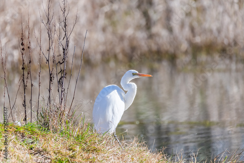 Obraz na płótnie Birdlife at the Wetlands - Great Egret