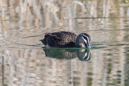 Bild auf Leinwand Birdlife at the Wetlands - Pacific Black Duck
