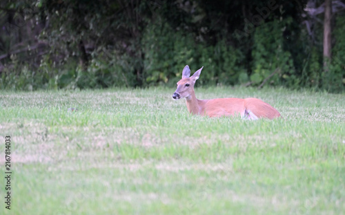 Deer in the Grass