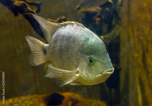 Fotografie Close-up shot of a spotted tropical cichlid fish swimming peacefully underwater