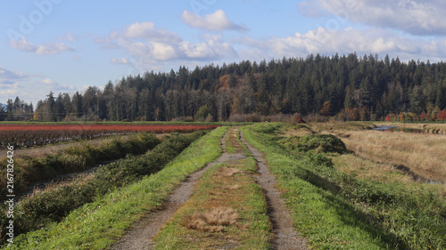 Dyke guarding blueberry farm fields