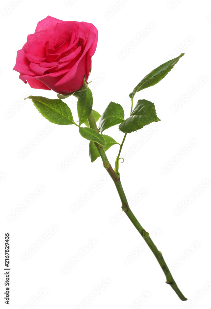 Obraz premium One beautiful pink rose isolated on white