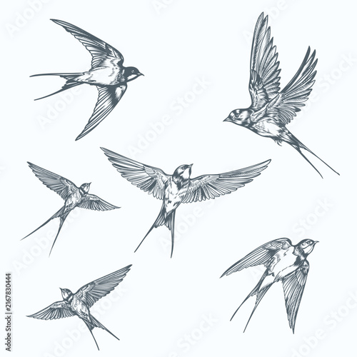 Vintage Hand Drawn Swallows in Flight. Engraving Style Bird Illustration Collection