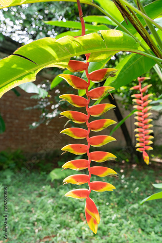 Naklejka ウナズキヘリコニア Heliconia rostrata