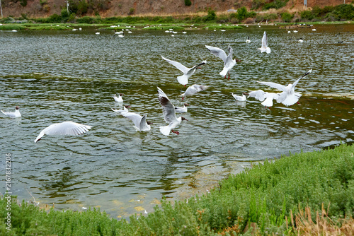 flock of seagulls on the river (chroicocephalus maculipennis)