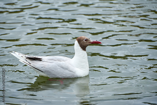 seagull floating on the water (chroicocephalus maculipennis)