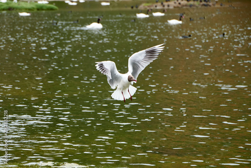 seagull in flight (chroicocephalus maculipennis)