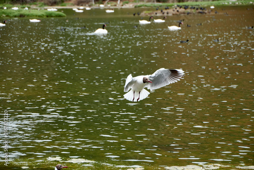seagull in flight (chroicocephalus maculipennis)