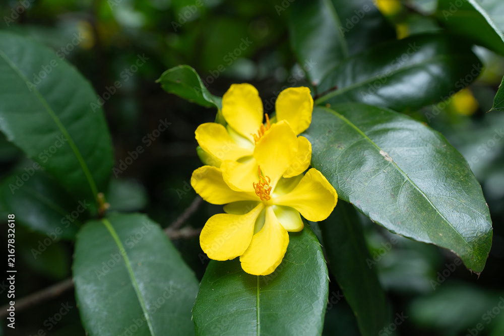 Fototapeta premium オクナ・キルキーの花 Ochna kirkii Oliv.