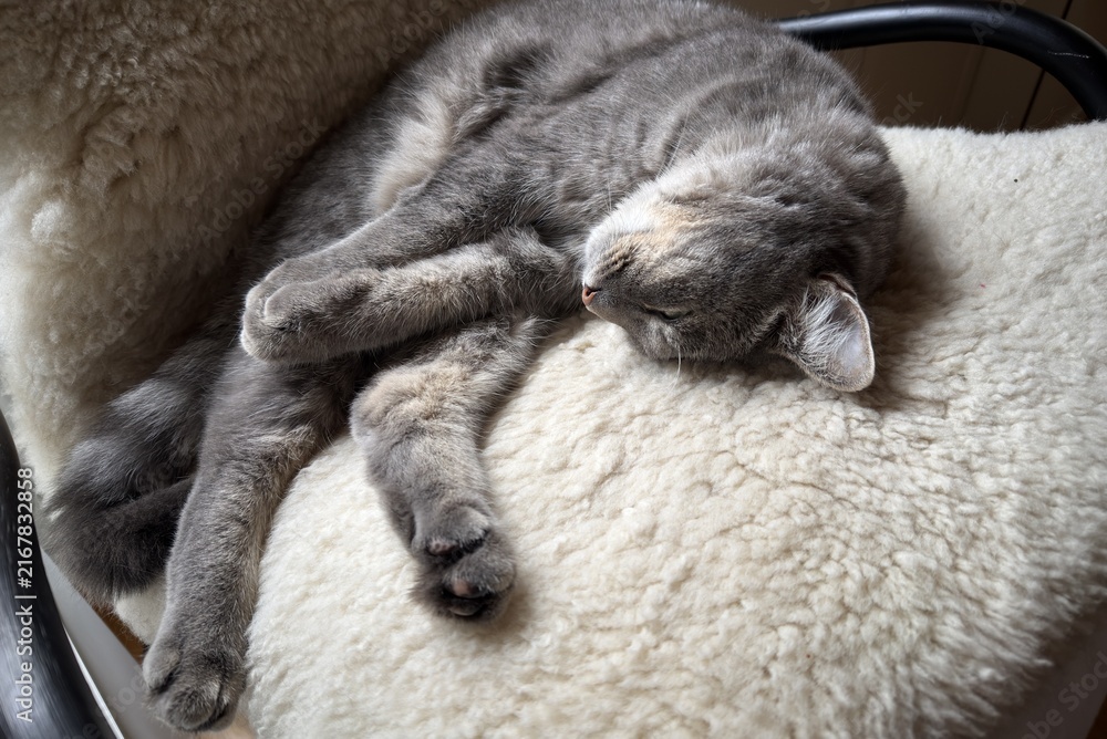 Obraz premium Grey tabby cat sleeping on a soft sheepskin cushion, peaceful indoor pet enjoying a comfortable nap in a chair