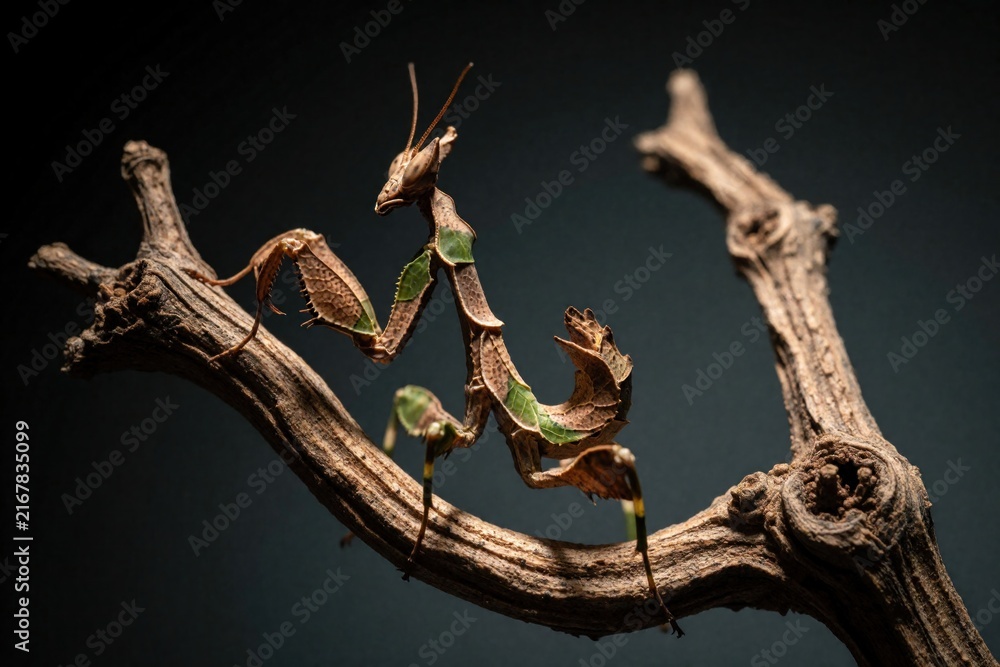 Fototapeta premium Macro shot of praying mantis insect with leaf mimicry pattern. Brown predator camouflages on dry tree branch in dark forest. Close up view shows detailed texture of insect body for nature science