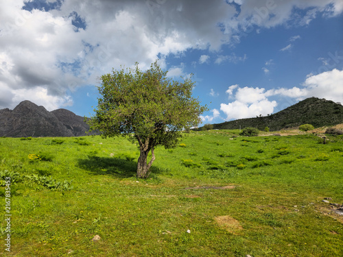 Obraz na plátně Full green tree stands amid a sprawling grassy meadow, with rugged mountains and a dramatic sky of billowing clouds stretching into the distance