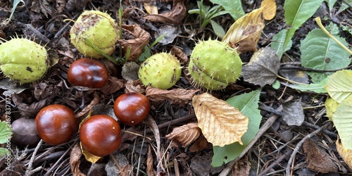 Fotografie Horse chestnuts and green spiny husks fallen on the forest floor, close-up of gl