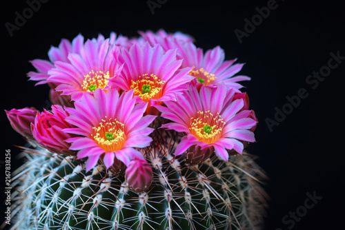 Vibrant pink flowers blooming on a cactus