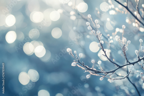 Icy winter branch with sunlight