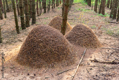 Quadro su tela Three large active anthills constructed from pine needles located in a wild coni