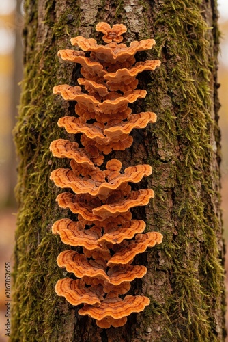 Orange turkey tail mushrooms grow in vertical cluster on mossy tree bark. Colorful fungi fan out on old wood trunk in autumn forest. Close up shot shows natural texture of mycological species in wild