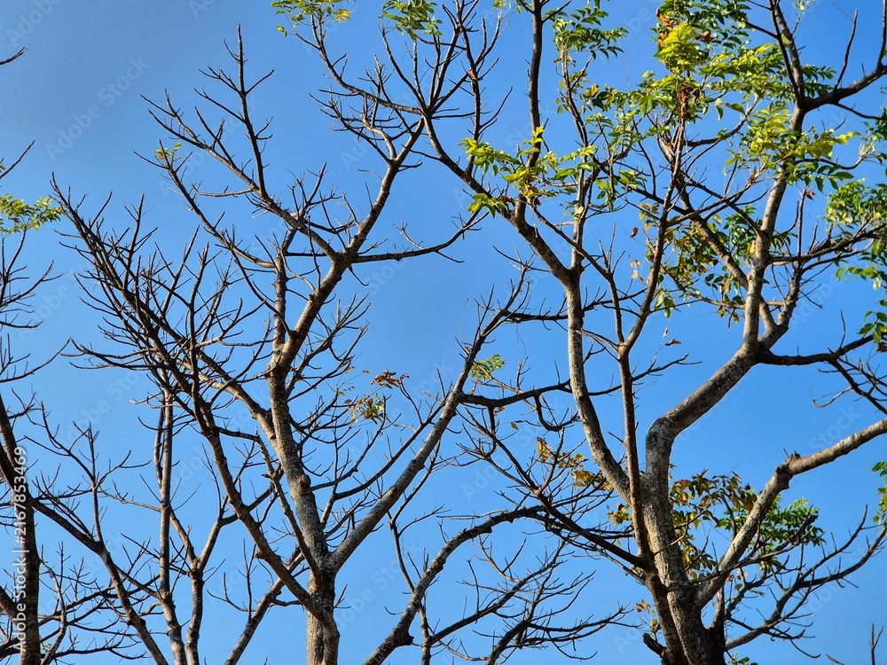 Obraz premium Low Angle View of Bare Tree Branches with Young Green Leaves Against Clear Blue Sky