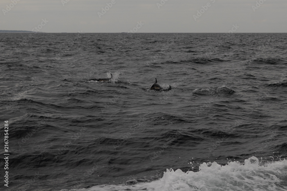 Fototapeta premium dolphins on a cloudy day